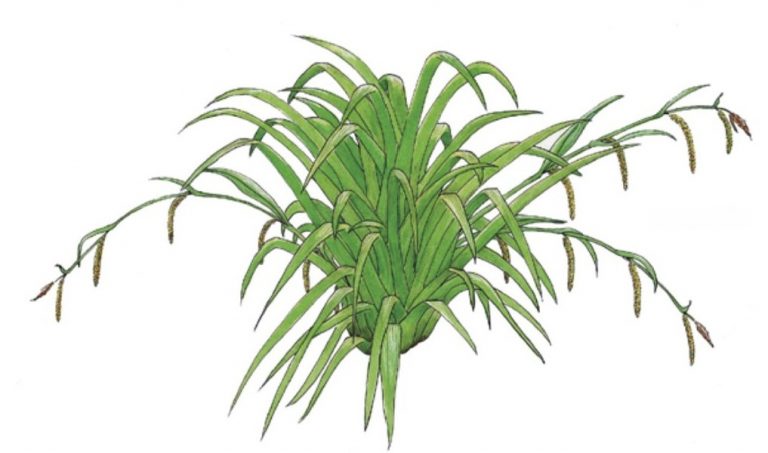  Aquarelle pour illustration d’un article sur le Carex pour la revue La Garance Voyageuse