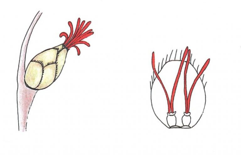 Schéma technique au trait pour illustrations d’une série d’articles sur la pollinisation pour la revue la Garance Voyageuse
