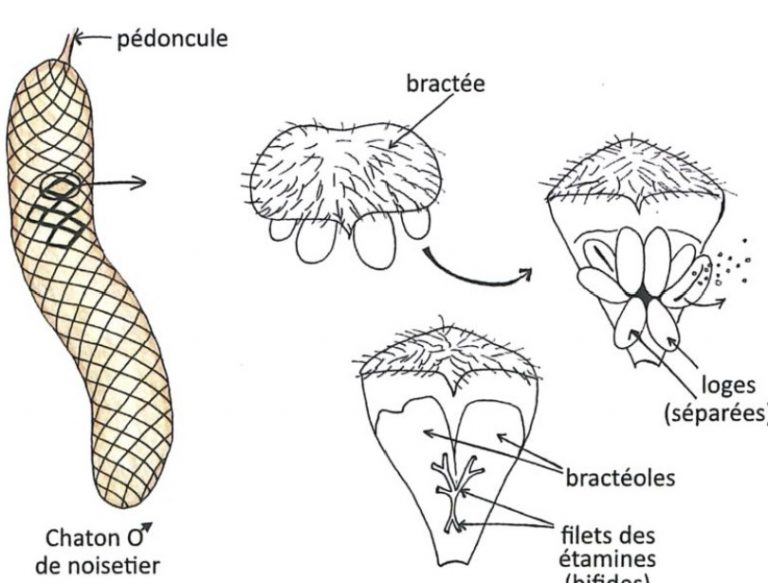 Schéma technique au trait pour illustrations d’une série d’articles sur la pollinisation pour la revue la Garance Voyageuse