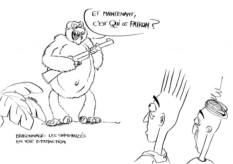 Dessin de presse sur l’extinction des chimpanzés, feutre