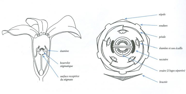 Schéma technique au trait pour illustrations d’une série d’articles sur la pollinisation pour la revue la Garance Voyageuse