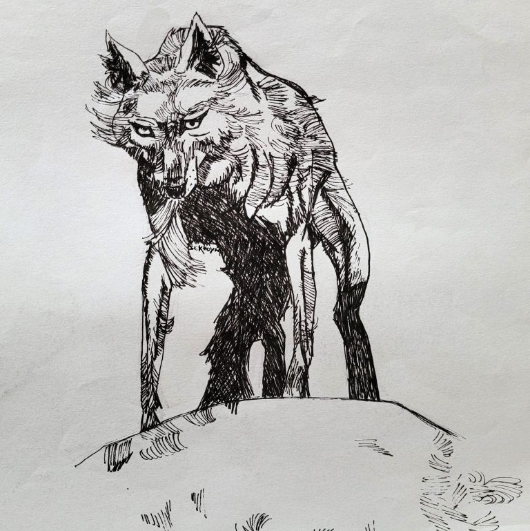 Loup, croquis plume et encre de chine