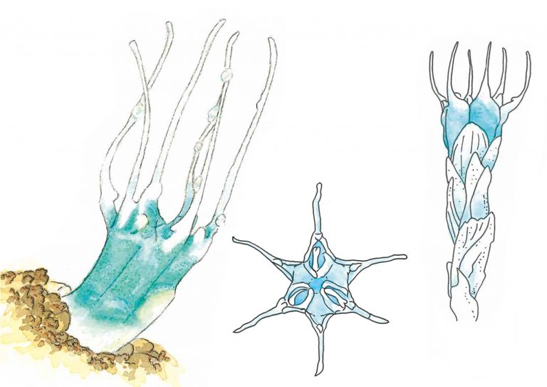 Aquarelles d’Oxygynes pour un article de la revue de la Garance Voyageuse