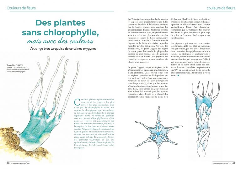Aquarelles pour l’article « Couleurs de fleurs » de la revue la Garance Voyageuse