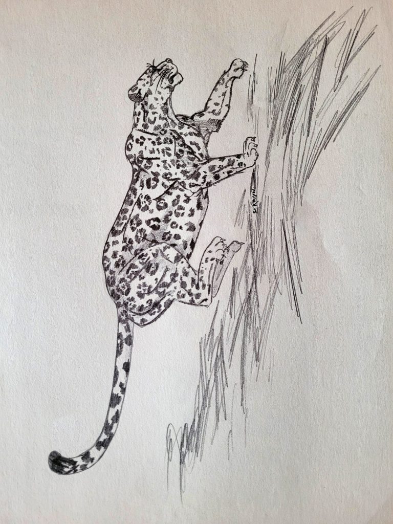 Panthère, esquisse au crayon