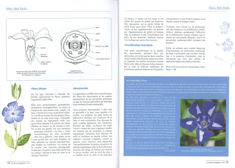 Illustrations au crayon pour le sommaire d’un numéro de la revue la Garance Voyageuse