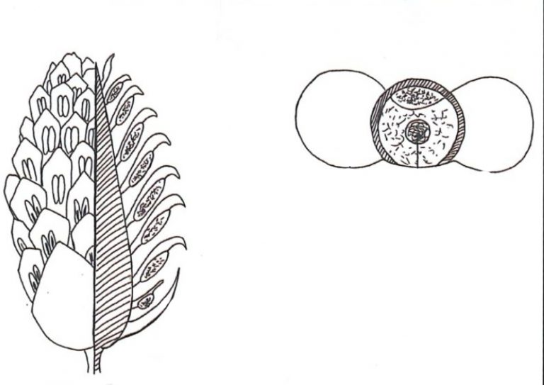 Schéma technique au trait pour illustrations d’une série d’articles sur la pollinisation pour la revue la Garance Voyageuse