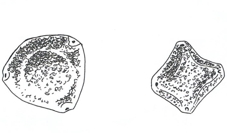 Schéma technique au trait pour illustrations d’une série d’articles sur la pollinisation pour la revue la Garance Voyageuse