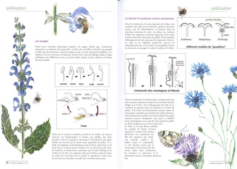 Schémas au trait pour une série d’articles pour la revue la Garance Voyageuse