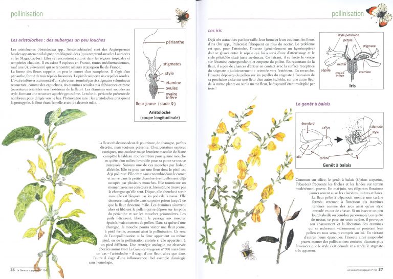 Schémas au trait pour une série d’articles pour la revue la Garance Voyageuse