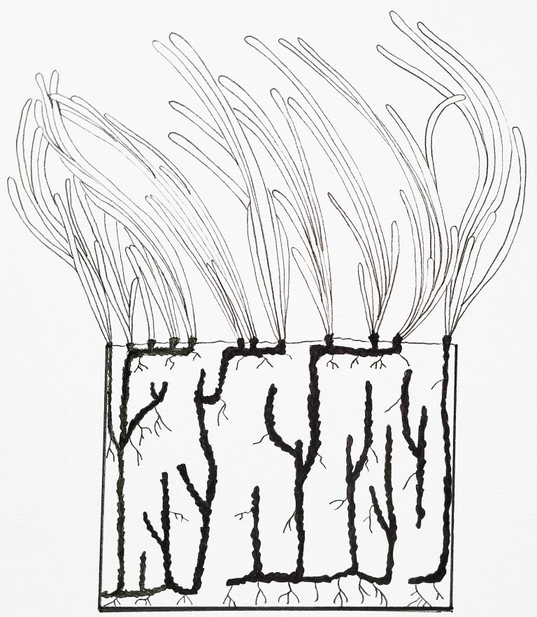 Schéma au trait pour un article sur les plantes à fleurs sous-marines pour la revue la Garance Voyageuse