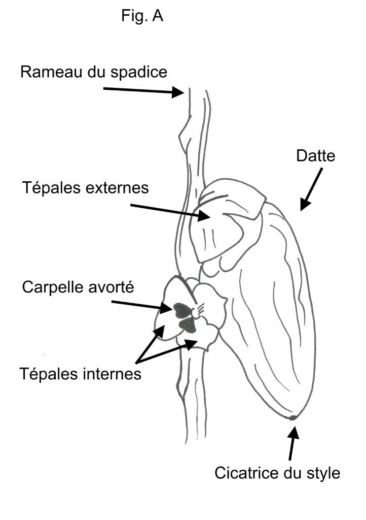 Schéma au trait d’une datte pour un article de la revue la Garance Voyageuse