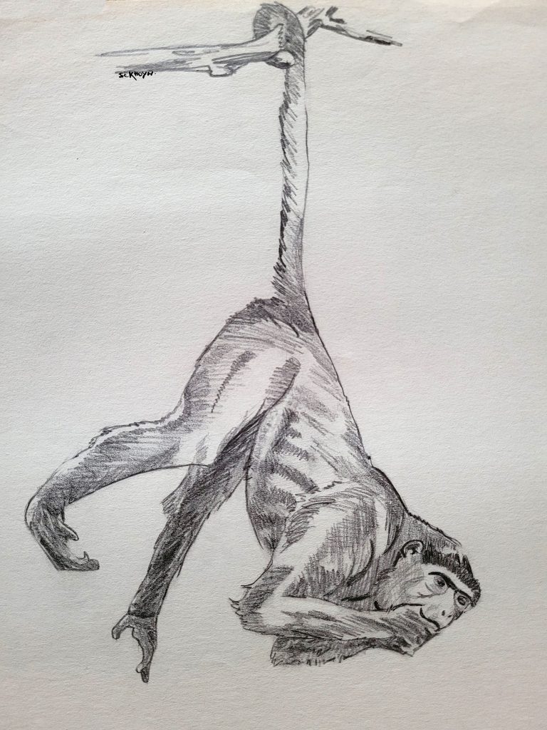 Singe, esquisse au crayon 